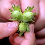 Hexenkreis Thema: Wünsche