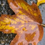 Schaschu: Hohe Suche