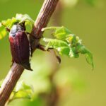 Maigrün und Liebesglück
